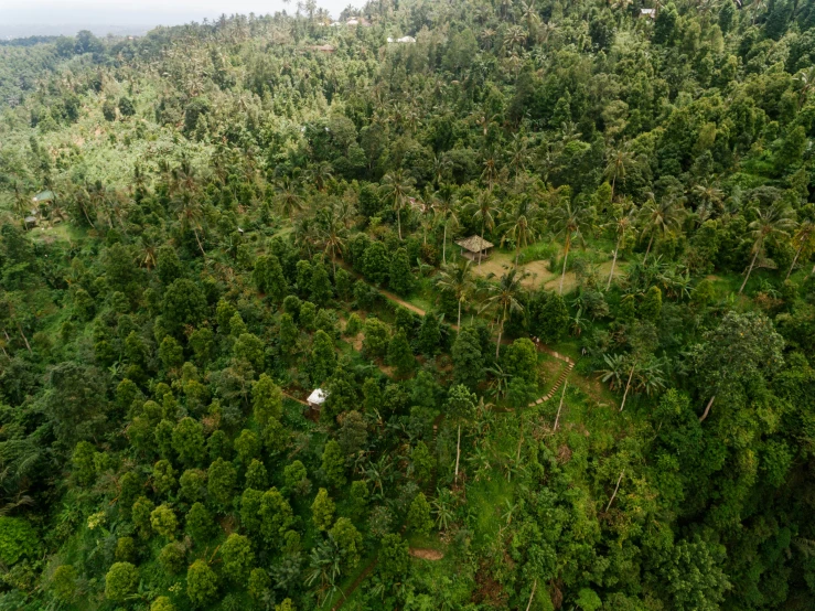 a lush green forest filled with lots of trees, sumatraism, helicopter view, banana trees, roofed forest, white