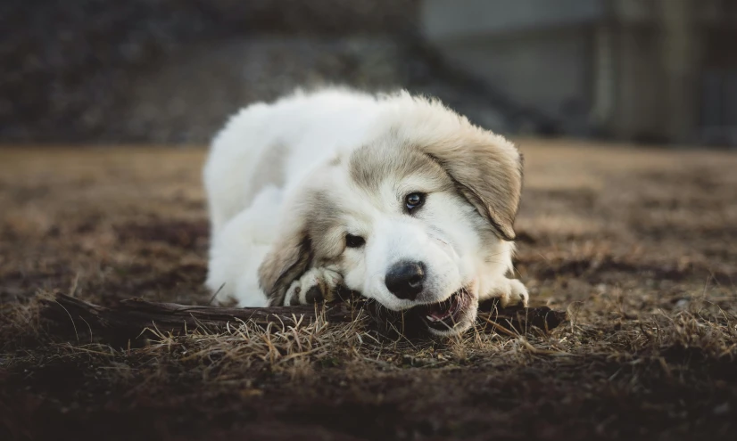 a dog that is laying down in the grass, by Emma Andijewska, pexels contest winner, biting, white, puppy, laying on sand