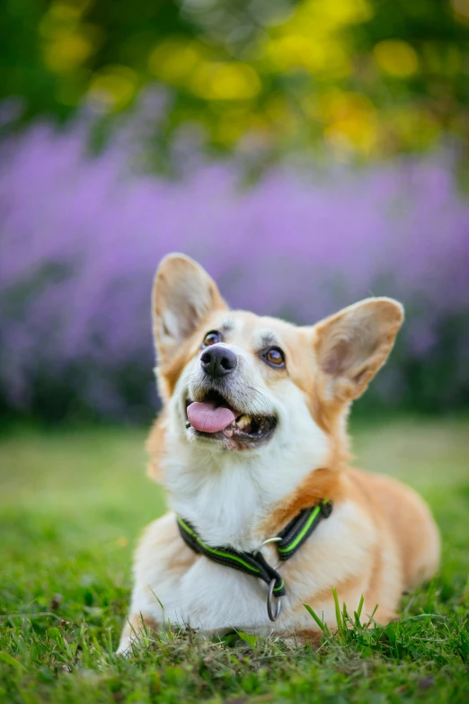 a dog that is laying down in the grass, a portrait, by Julia Pishtar, shutterstock, corgi with [ angelic wings ]!!, lavender, looking smart, waving and smiling