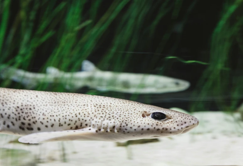 a close up of a fish in an aquarium, by Jay Hambidge, trending on pexels, hurufiyya, sharks surfacing from the lake, ermine, a pair of ribbed, speckled