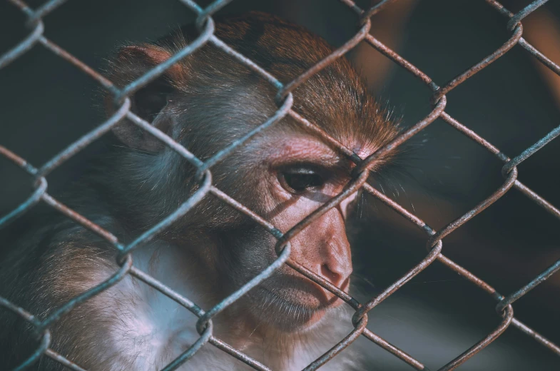 a close up of a monkey behind a chain link fence, by Adam Marczyński, trending on pexels, renaissance, macaque inside alien base, queen in a glass prison, looking sad, monkey dressed as a scientist