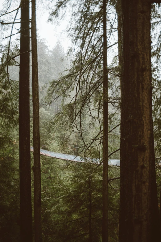 a forest filled with lots of tall trees, by Jessie Algie, unsplash contest winner, renaissance, suspended bridge!, whistler, light haze, hanging from a tree