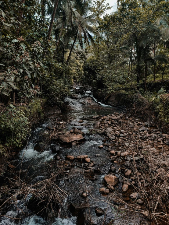 a stream running through a lush green forest, an album cover, pexels contest winner, sumatraism, highly detailed # no filter, nice afternoon lighting, lonely scenery yet peaceful!!, moody setting