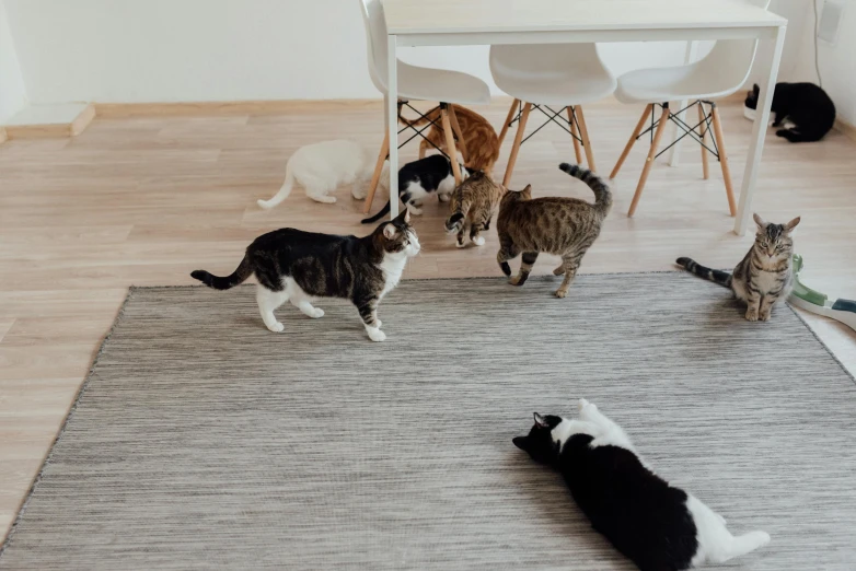 a group of cats standing on top of a rug, trending on unsplash, dinner is served, running freely, on wooden table, on a white table