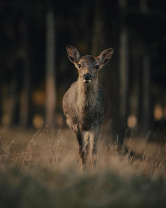 a deer that is standing in the grass, standing in a forest