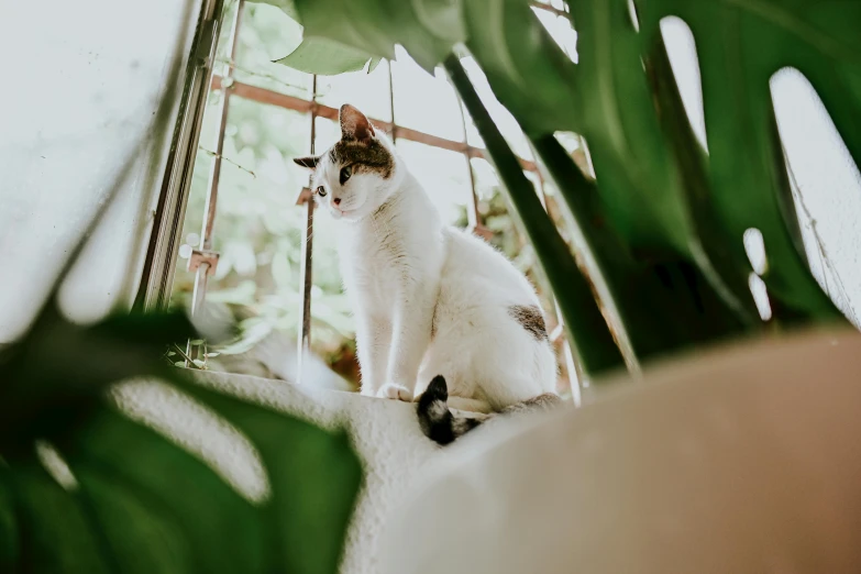 a cat sitting on a window sill next to a potted plant, by Julia Pishtar, trending on unsplash, green and white, looking up at camera, perched on intricate throne, tropical houseplants