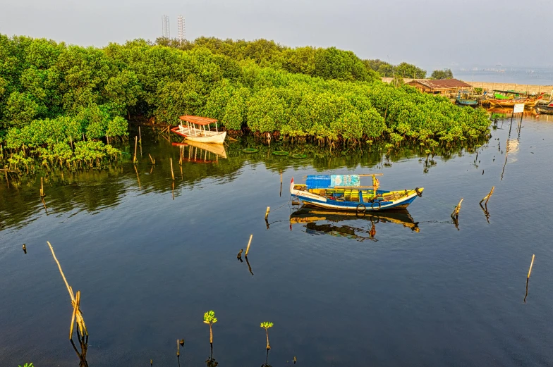 a boat floating on top of a river next to a forest, pexels contest winner, hurufiyya, mangrove trees, indore, graphic print, panoramic