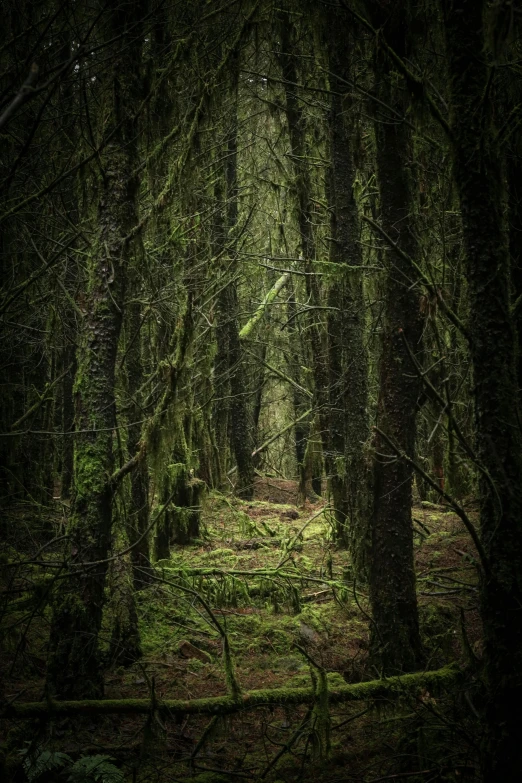 a dark forest filled with lots of trees, irish forest, lpoty, looking threatening, dark photograph