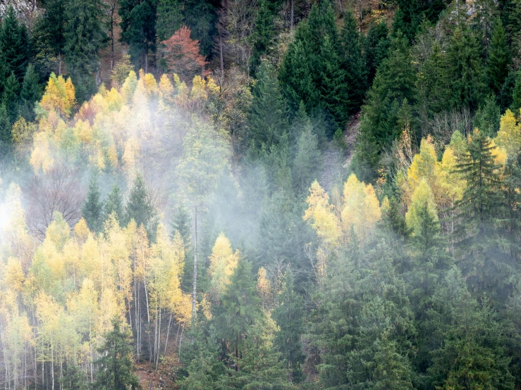 a forest filled with lots of trees covered in mist, by Werner Gutzeit, pexels contest winner, yellow and green, autum, smoke from the fire, black fir