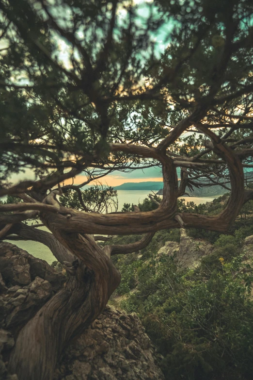 a tree sitting on top of a rock next to a body of water, hills and ocean, winding branches, pine forest, magic hour photography