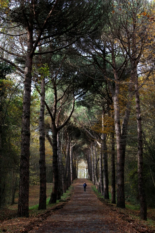 a person walking down a path lined with trees, by Jan Pynas, maritime pine, during autumn, ((trees))