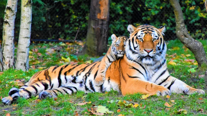 a couple of tigers laying on top of a lush green field, by Adam Marczyński, pixabay, 💋 💄 👠 👗, motherly, autumn season, striped