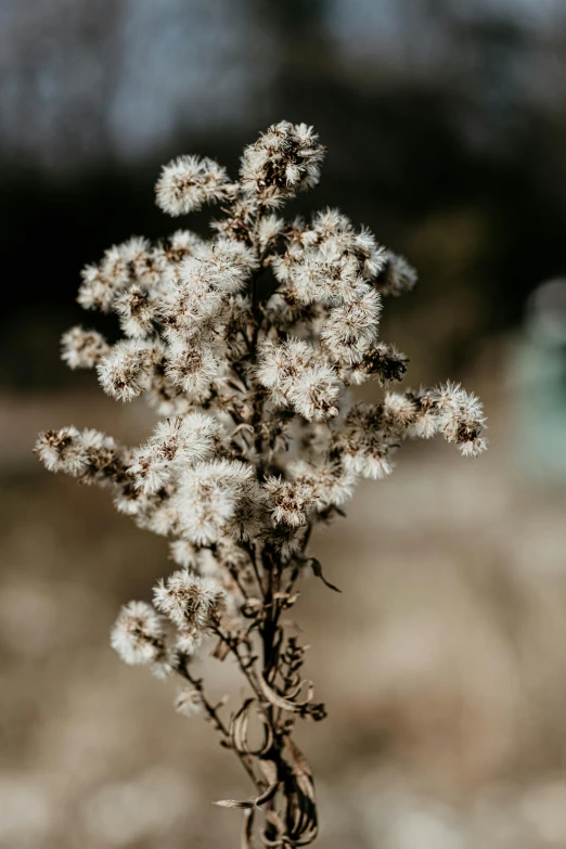 a close up of a plant with a blurry background, a macro photograph, trending on unsplash, hurufiyya, made of dried flowers, fluffy, background image, high resolution photo