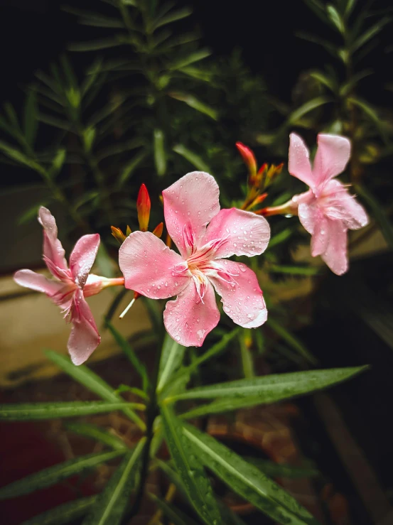 a close up of a plant with pink flowers, stargazer, low - lighting, soaking wet, indoor picture