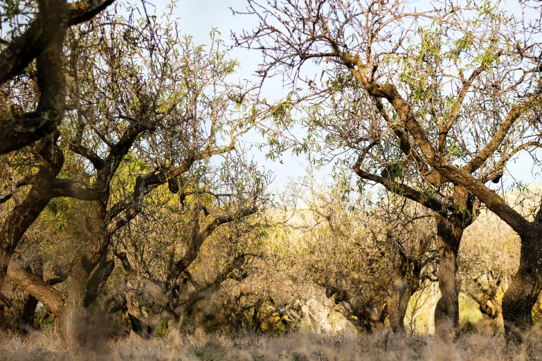 a herd of zebra standing on top of a grass covered field, inspired by Frederick Goodall, unsplash, australian tonalism, lots of oak and olive trees, panorama of crooked ancient city, overhanging branches, cyprus