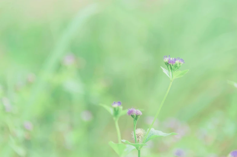 a butterfly sitting on top of a purple flower, a picture, by Ai-Mitsu, unsplash, visual art, pastel green, weeds, portrait image