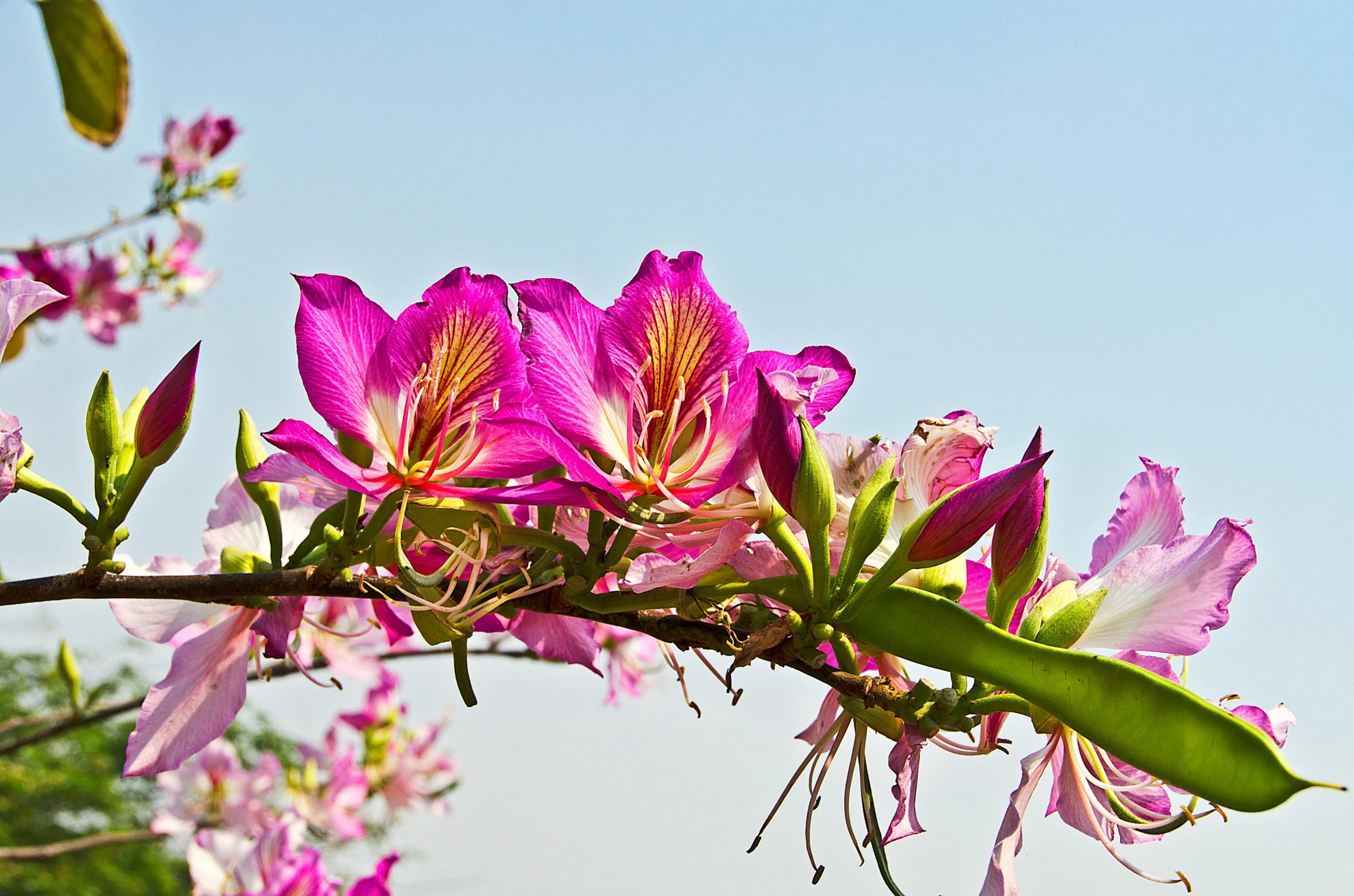 a close up of a flower on a tree branch, by Julian Allen, tall purple and pink trees, sri lanka, blue sky, honeysuckle