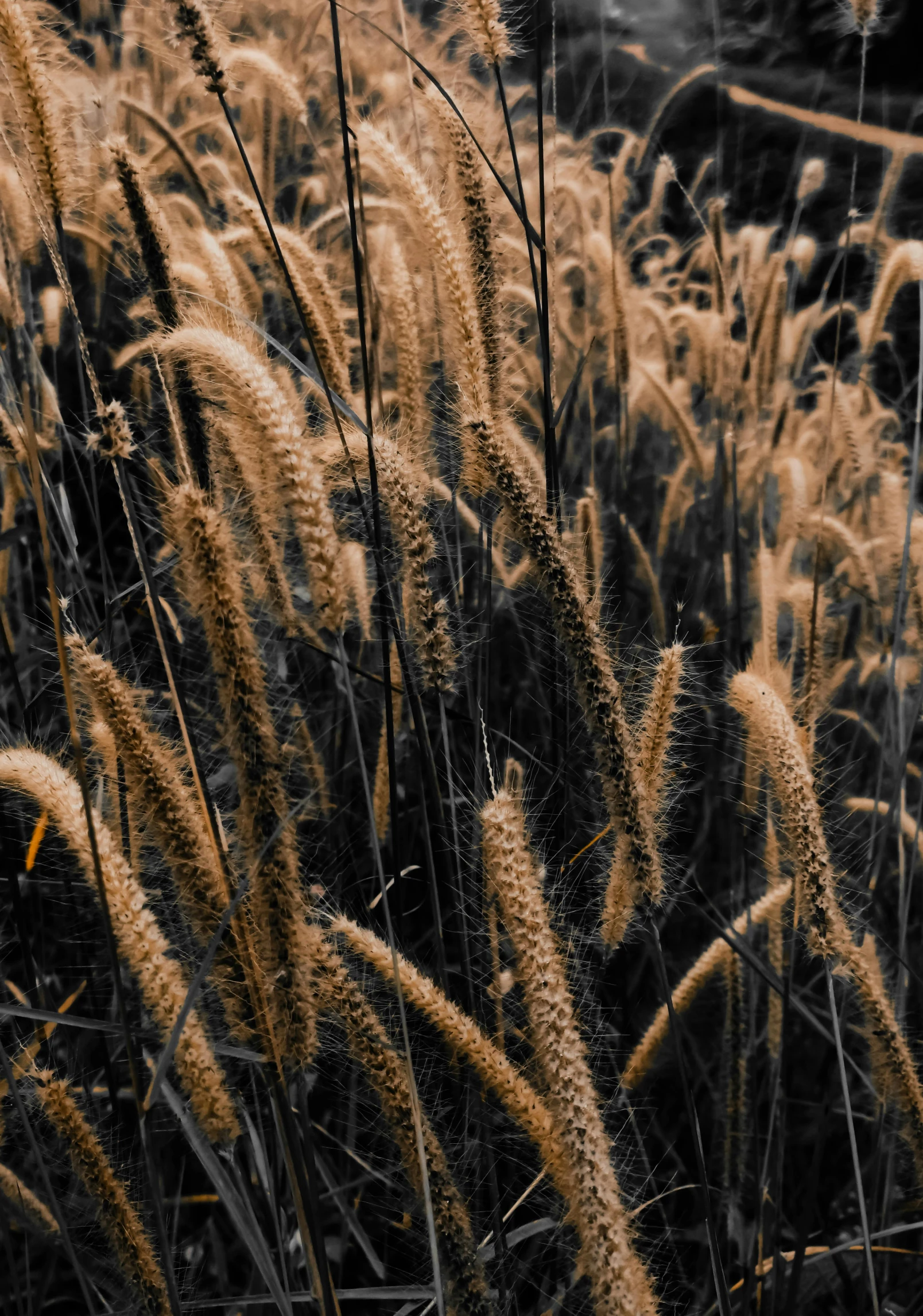 a black and white photo of a field of tall grass, inspired by Elsa Bleda, trending on unsplash, earthy colors, orange fluffy spines, gold, super detailed image