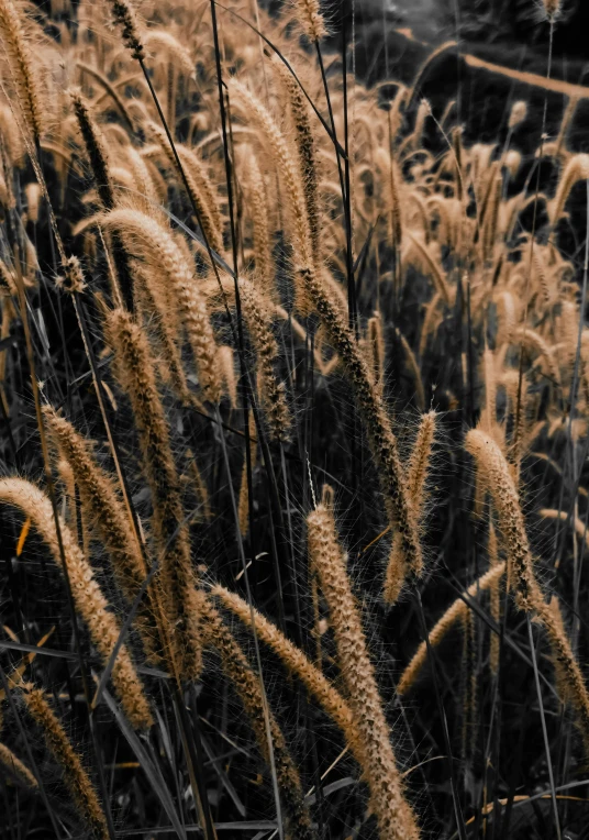 a black and white photo of a field of tall grass, inspired by Elsa Bleda, trending on unsplash, earthy colors, orange fluffy spines, gold, super detailed image