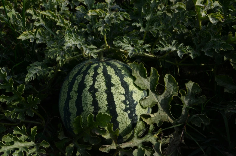 a watermelon sitting in the middle of a field, renaissance, thick and dense vines, grey, fan favorite, gourd