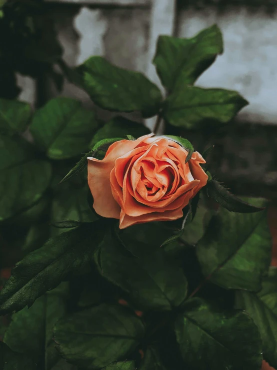 an orange rose sitting on top of a green plant, inspired by Elsa Bleda, trending on unsplash, romanticism, porcelain skin ”, pink, low quality photo, dark. no text