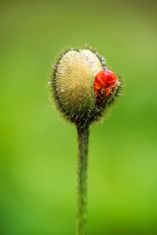a close up of a flower with a blurry background, fungal growth, red hat, green pupills, photographed for reuters