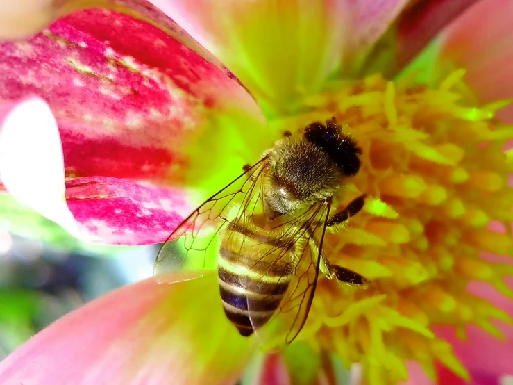 a bee sitting on top of a pink flower, pexels, renaissance, multi - coloured, wearing honey, fresh from the printer, brown