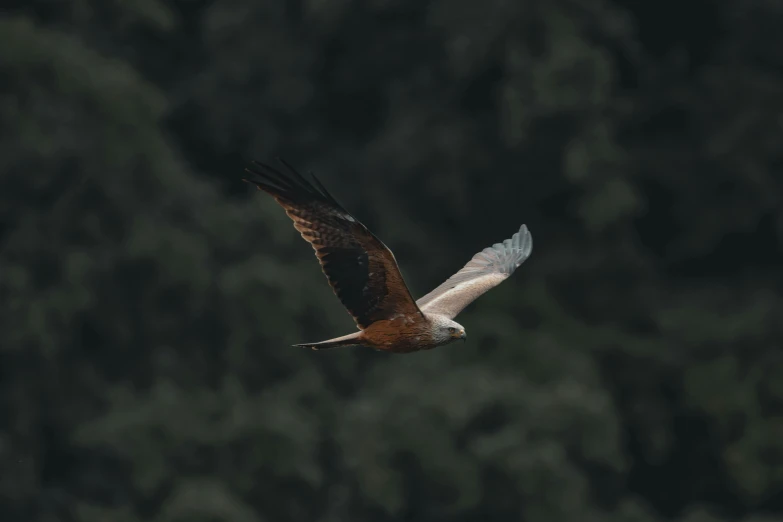 a bird that is flying in the air, in front of a forest background