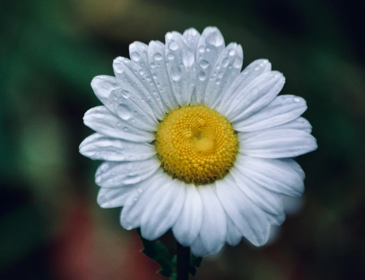 a close up of a flower with water droplets on it, pexels contest winner, chamomile, heterochromia, trending on vsco, 8k octan photo