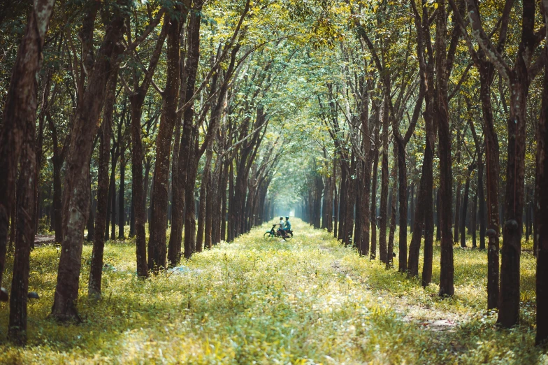 a person riding a motorcycle through a forest, by Eglon van der Neer, pexels contest winner, visual art, rows of lush crops, thailand, sitting under a tree, ((trees))