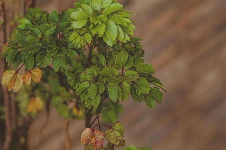 a close up of a plant with green leaves, unsplash, wearing gilded ribes, natural dull colours, instagram photo, a wooden