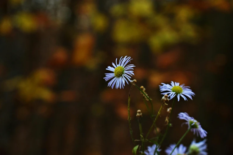 a bunch of flowers that are in a vase, a picture, by Eglon van der Neer, unsplash, in the autumn forest, blue - petals, chamomile, shot on sony a 7