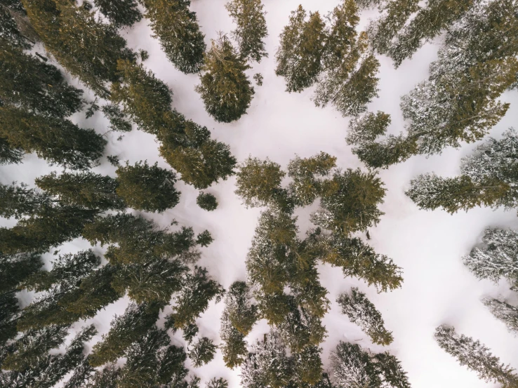 a forest filled with lots of trees covered in snow, an album cover, unsplash contest winner, land art, perspective shot from the sky, ((trees)), camera angle from below, evergreen valley