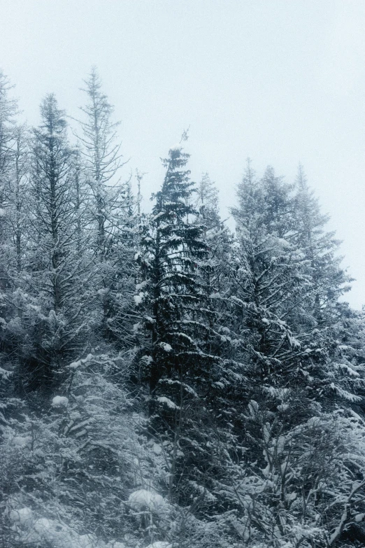 a man riding a snowboard down a snow covered slope, a picture, unsplash, hurufiyya, dense coniferous forest. spiders, ((trees)), in an ice storm, a cozy