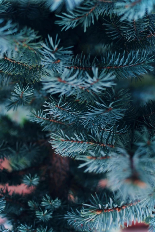 a close up of a pine tree with blue needles, an album cover, inspired by Elsa Bleda, trending on unsplash, baroque, a cozy, 🌲🌌, beautifully soft lit, holiday