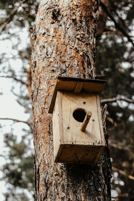 a birdhouse hanging from the side of a tree, a photo, by Andries Stock, unsplash, renaissance, rectangle, inspect in inventory image, made of woods, pine