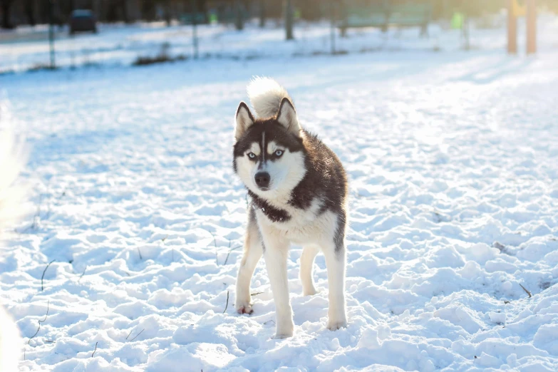 a dog that is standing in the snow, avatar image