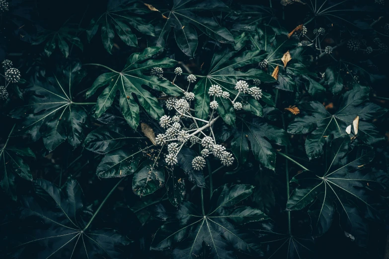 a close up of a plant with lots of leaves, an album cover, inspired by Elsa Bleda, unsplash contest winner, hurufiyya, spores, dark flowers, high angle shot, quixel megascans