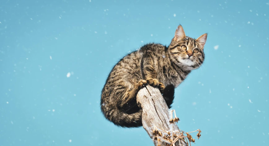 a cat sitting on top of a wooden post, trending on pexels, wintertime, with a blue background, thumbnail, sitting on a tree