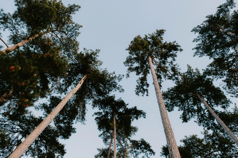 a group of tall trees standing next to each other, unsplash, visual art, maritime pine, ((trees))