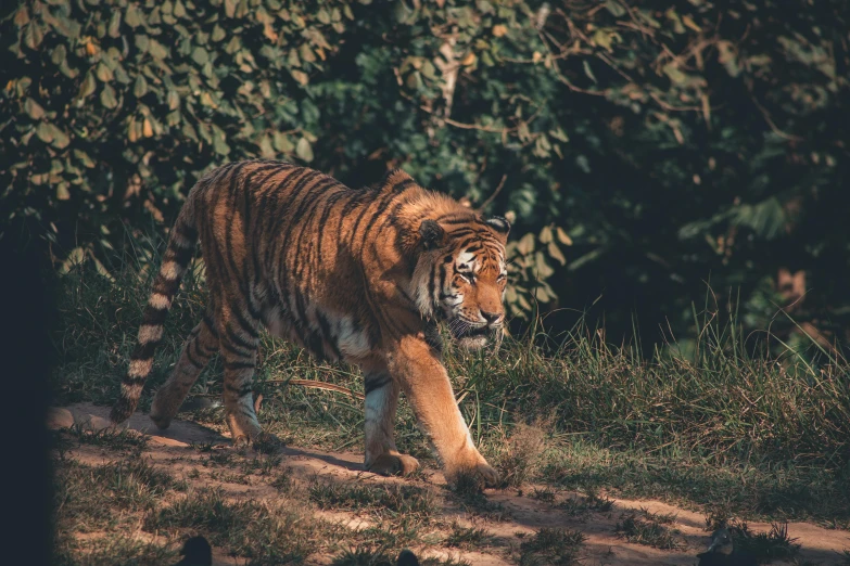 a tiger walking across a grass covered field, pexels contest winner, 🦩🪐🐞👩🏻🦳, walking through a lush jungle, kodak film photo, aggressive stance