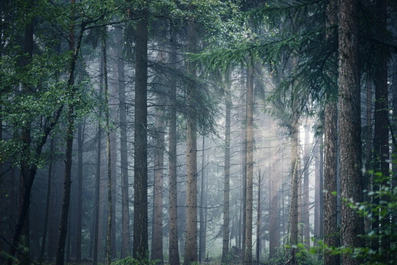 a forest filled with lots of tall trees, inspired by Elsa Bleda, unsplash contest winner, light beams with dust, fog mads berg, fine art print, pine wood