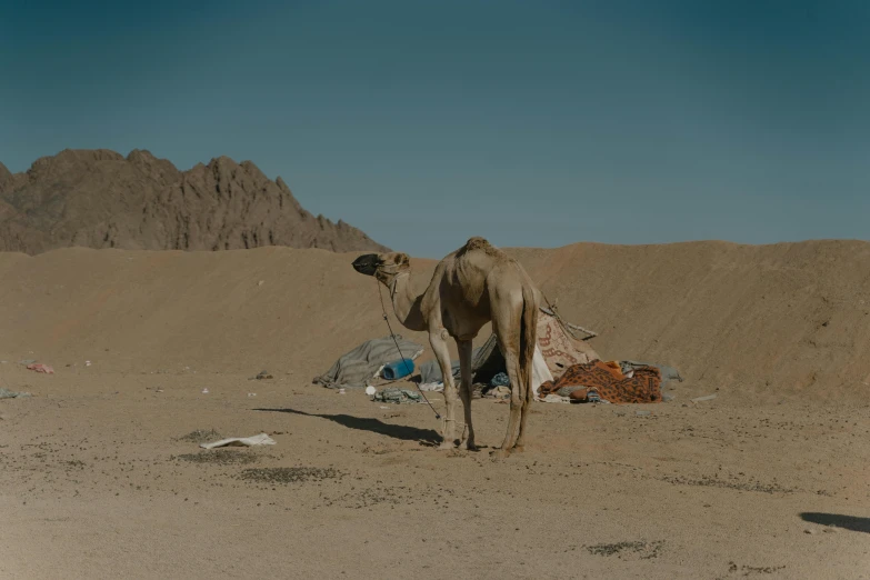 a cow standing in the middle of a desert, camps in the background, egyptian environment, unsplash photography, 8 k movie still