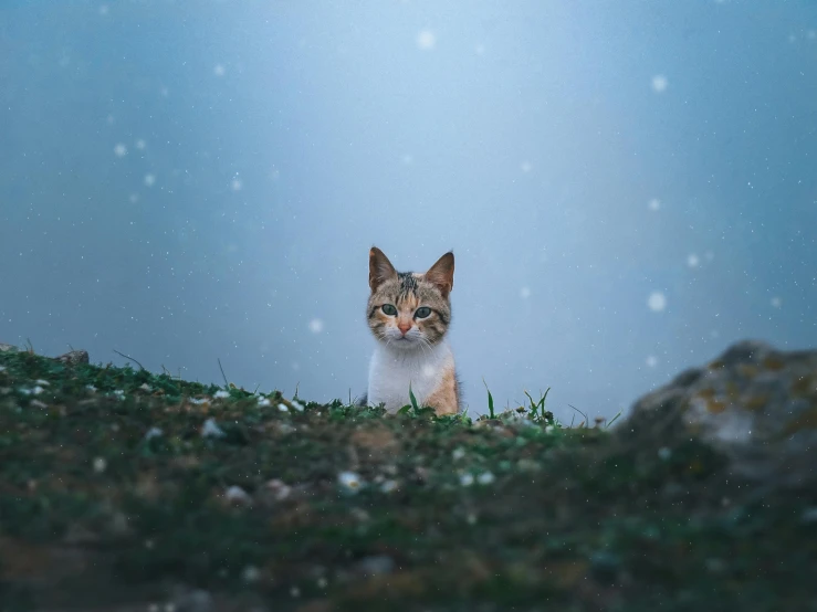 a cat that is sitting in the grass, by Adam Marczyński, pexels contest winner, minimalism, snowfall at night, cinematic front shot, on a gray background, small freckles