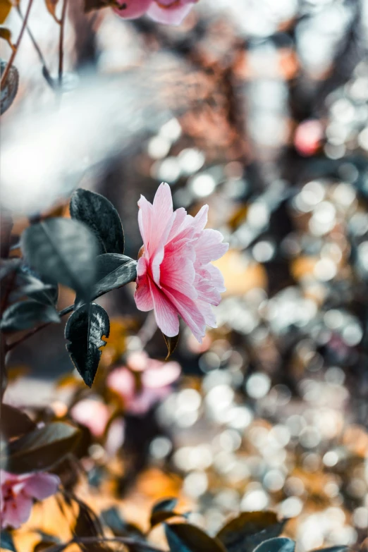 a pink flower sitting on top of a tree, inspired by Elsa Bleda, unsplash, pink and black, without text, glossy surface, classical