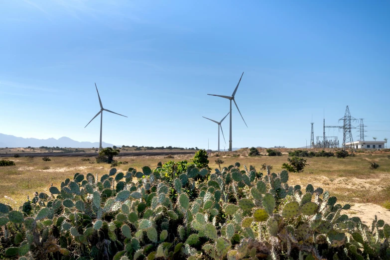 a field of cactus plants with wind turbines in the background, by Carey Morris, pexels contest winner, eucalyptus, slide show, oceanside, avatar image