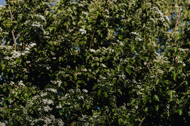 a giraffe standing on top of a lush green field, a picture, unsplash, hurufiyya, white blossoms, background image, nothofagus, many thick dark knotted branches