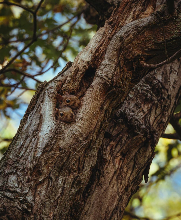 a bird that is sitting on top of a tree, eyes in the bark, tiny mice living inside, unsplash photo contest winner, pareidolia