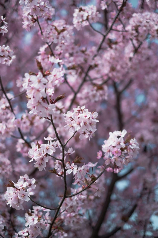 a bunch of pink flowers on a tree, no cropping, paul barson, giant cherry trees, february)