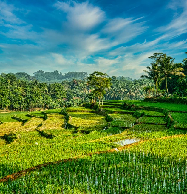 a lush green rice field with trees in the background, by Daren Bader, pexels contest winner, sumatraism, green and blue and warm theme, slide show, late afternoon, staggered terraces